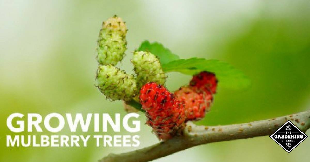 How to grow a mulberry tree  BBC Gardeners World Magazine