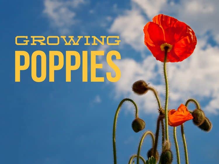 Horticulturalist's Advice on Growing Perfect Poppies : r