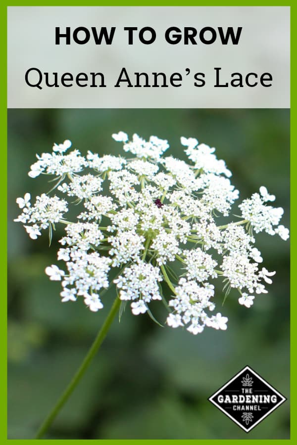 queen anne's lace plant