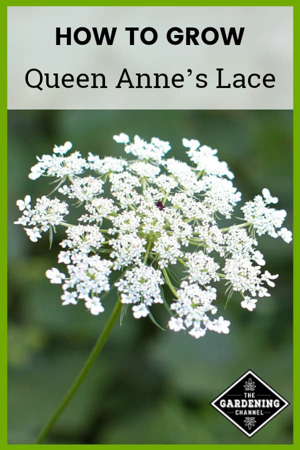 queens lace flower