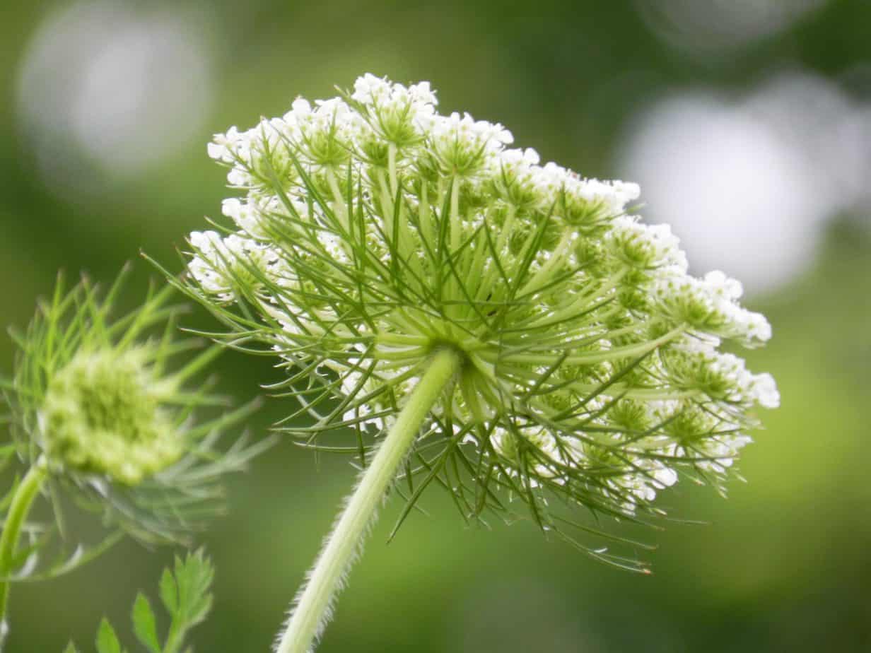 How to Grow and Care for Queen Anne's Lace