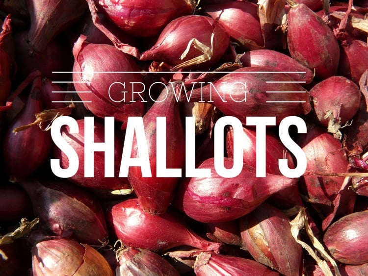 How To Grow Shallots - Sunny Home Gardens