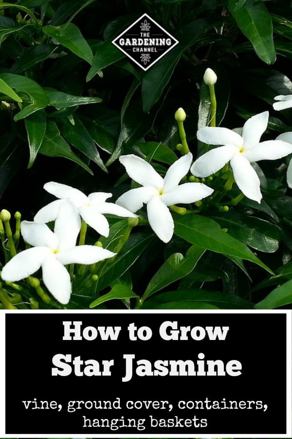 How To Grow Star Jasmine Confederate Jasmine Gardening Channel