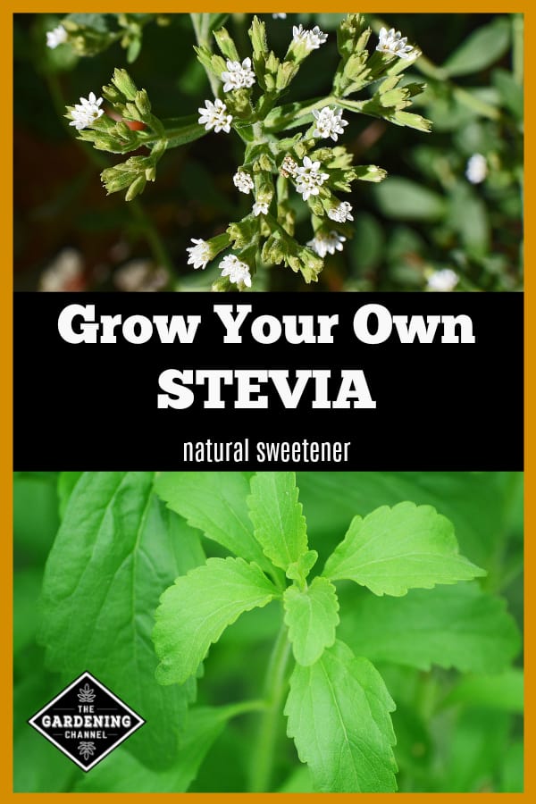 stevia plant care