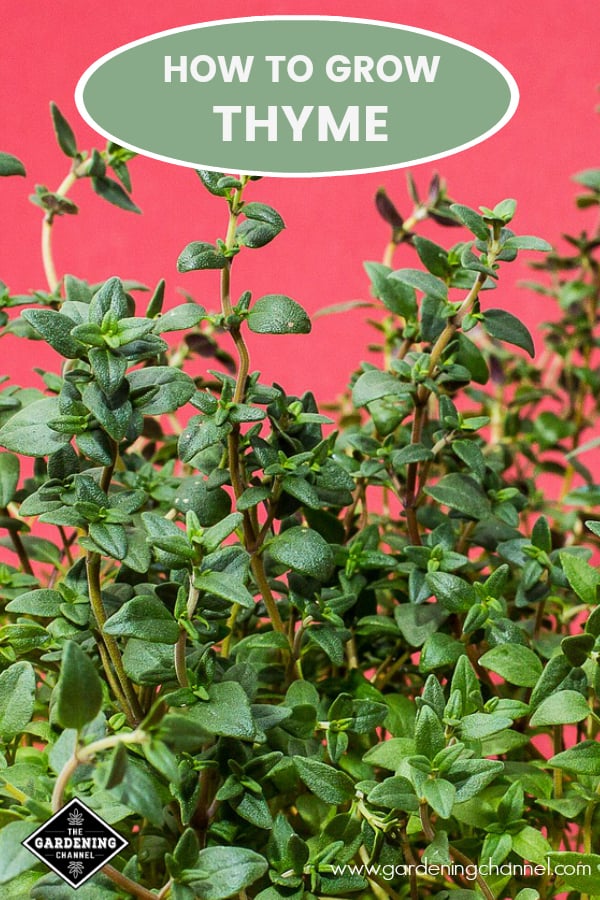 How to Grow Thyme Indoors