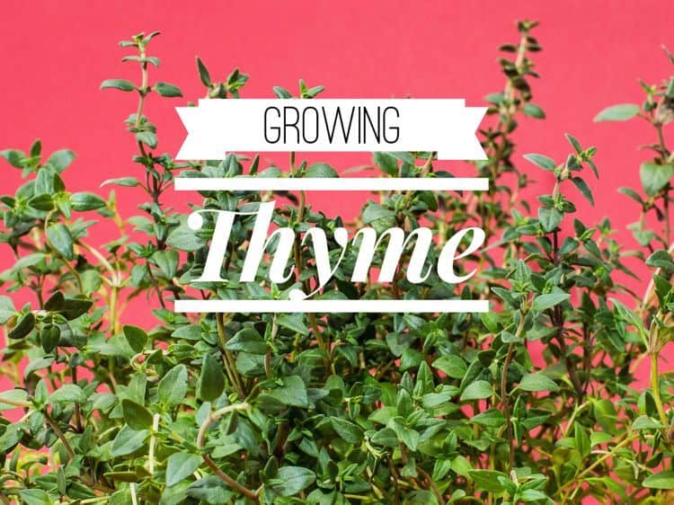 How to Grow Thyme - Growing In The Garden