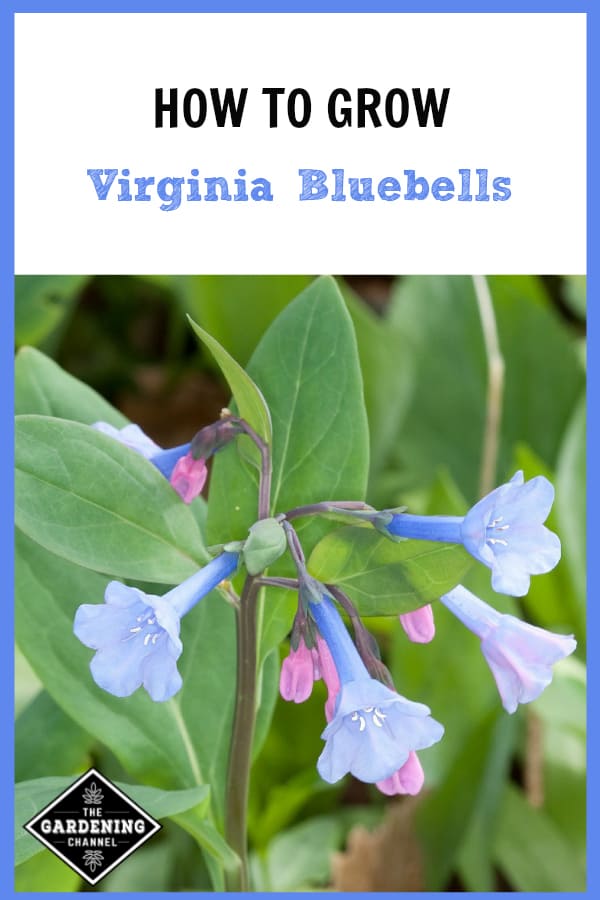 Virginia bluebells welcome addition to native plant gardens