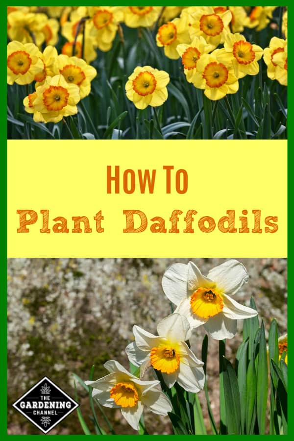 Plant daffodil store bulbs