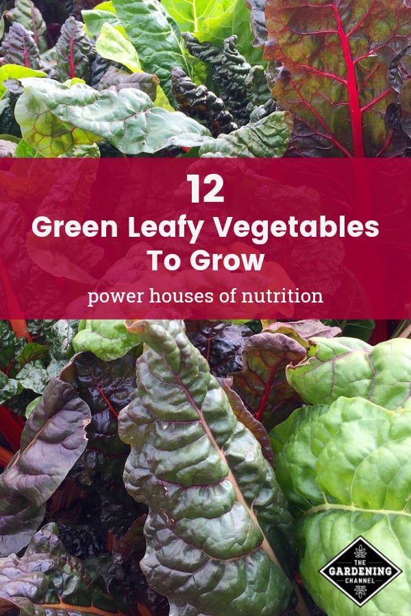 leafy green vegetables list