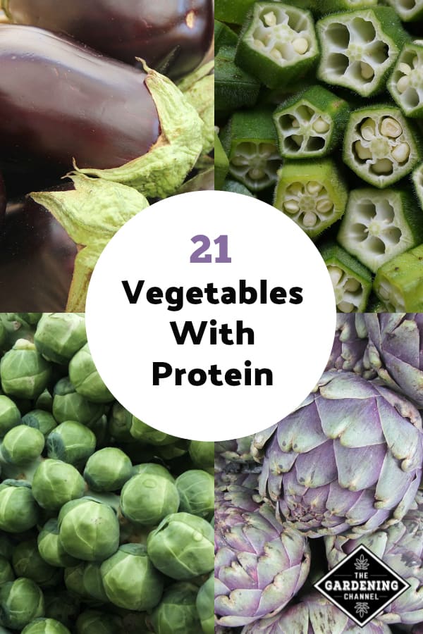 vegetable with most protein