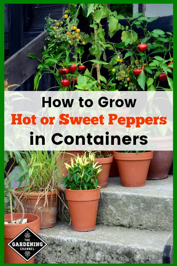 Hot Or Sweet You Can Grow Peppers In Containers Gardening Channel