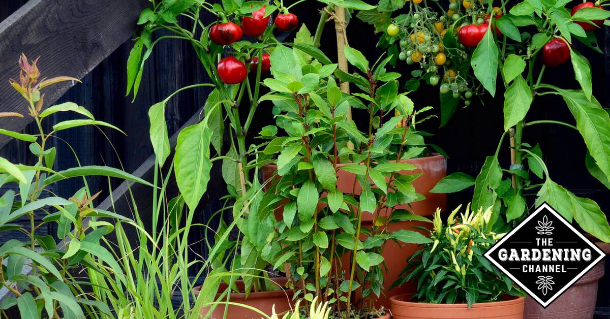 Hot Or Sweet You Can Grow Peppers In Containers Gardening Channel