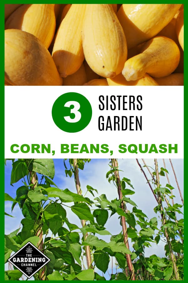 Plant A Three Sisters Garden Gardening Channel