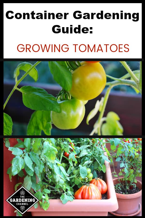 Tomatoes Grow Great In Containers Gardening Channel