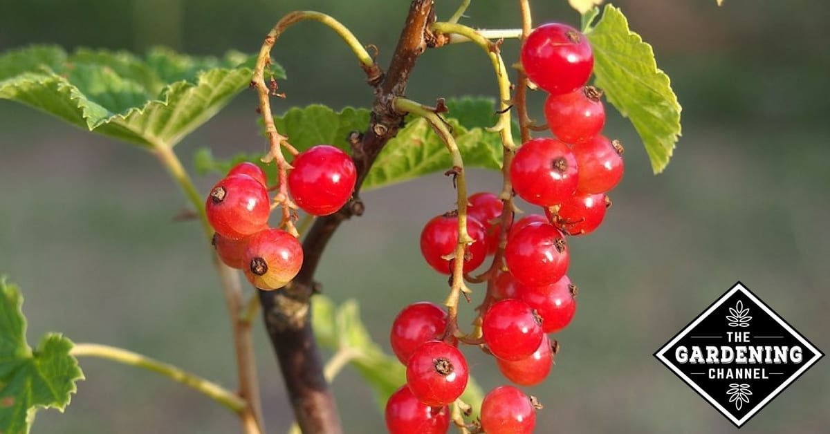 Types Red Berries - Gardening Channel