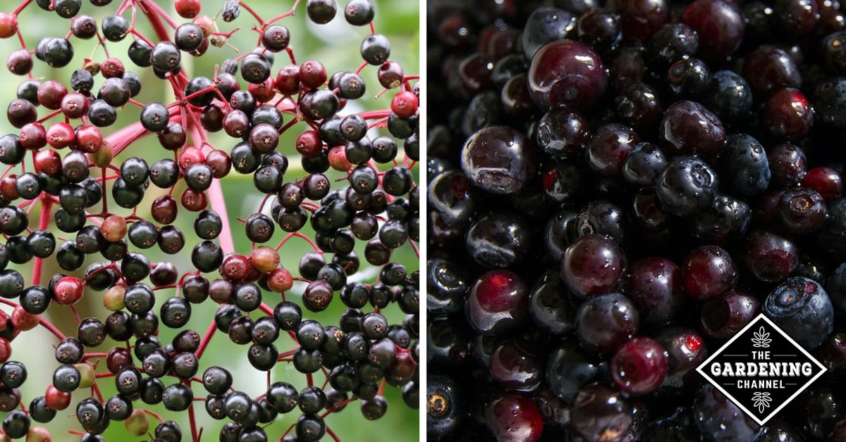 Types of Berries