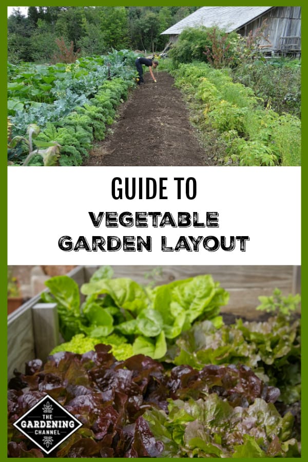 vegetable garden rows