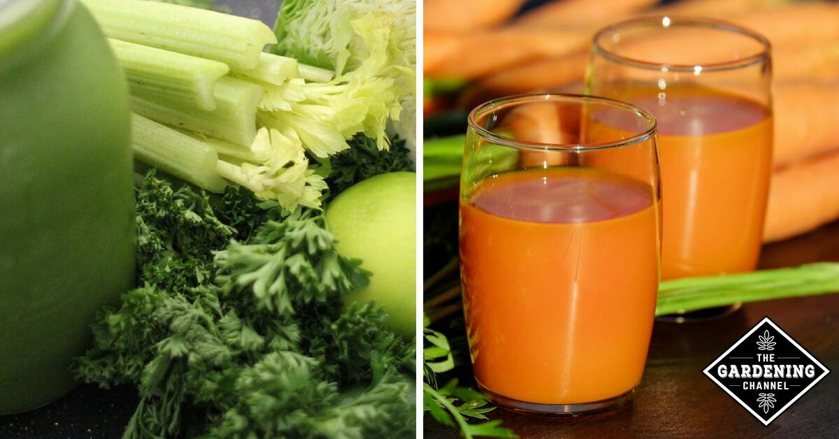 Mixed vegetable clearance juice benefits