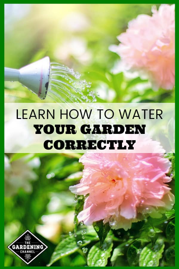 Watering The Vegetable Garden Gardening Channel