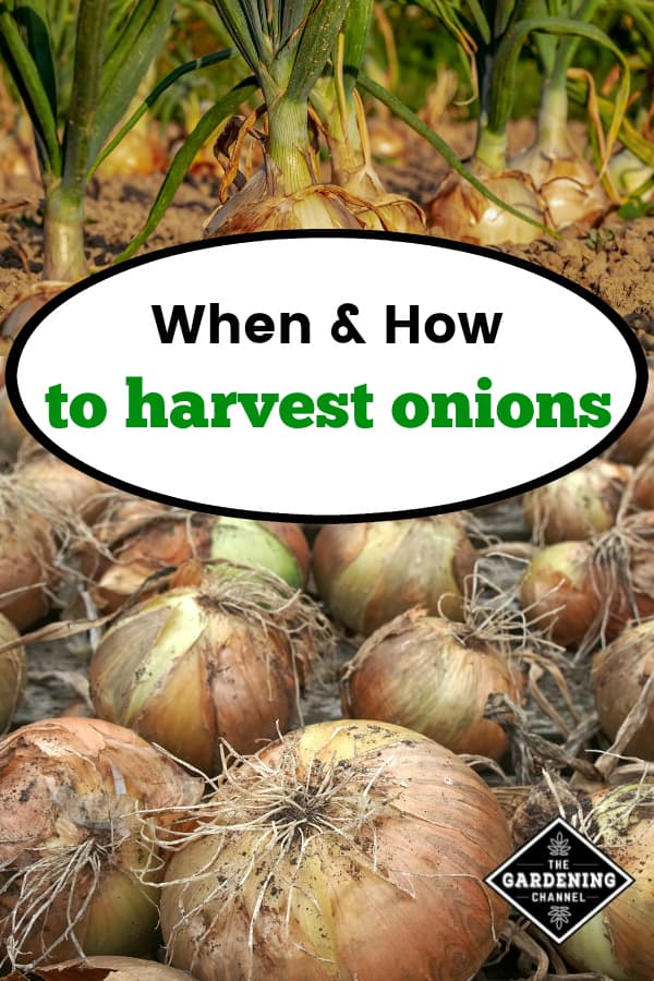 When And How To Harvest Onions Gardening Channel