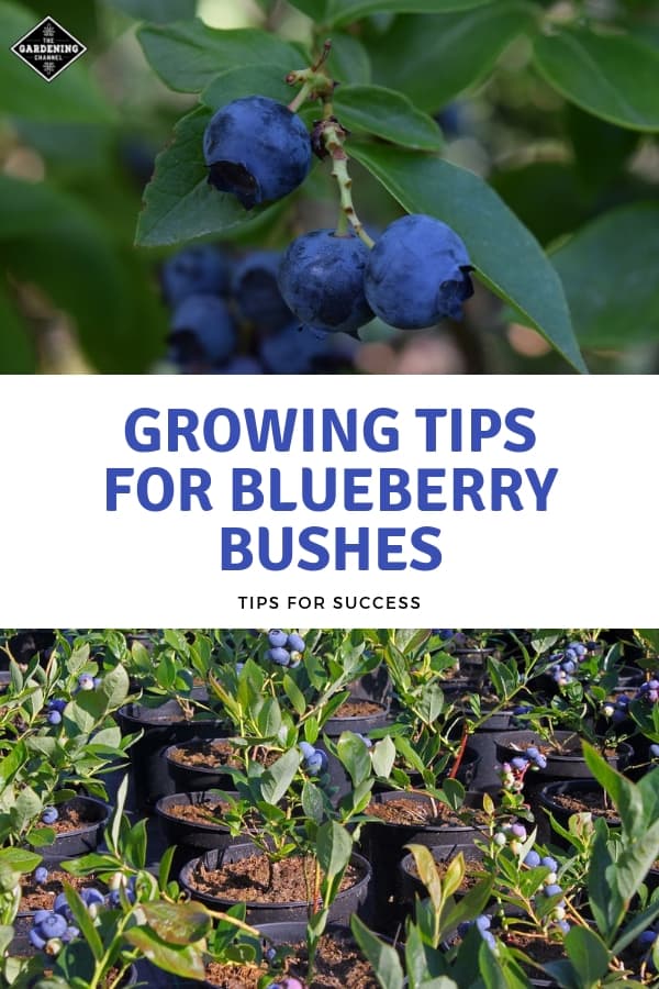 Growing Blueberry Bushes: Tips For Success - Gardening Channel