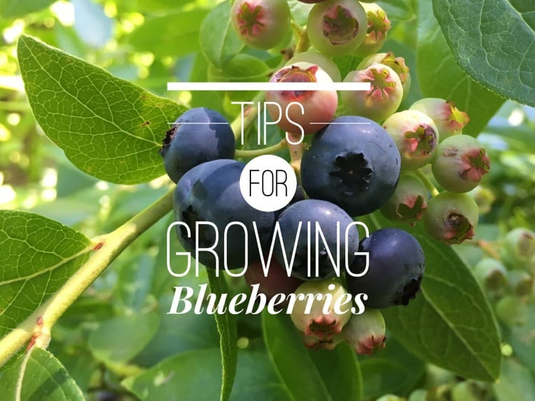 Growing Blueberry Bushes: Tips for Success - Gardening Channel