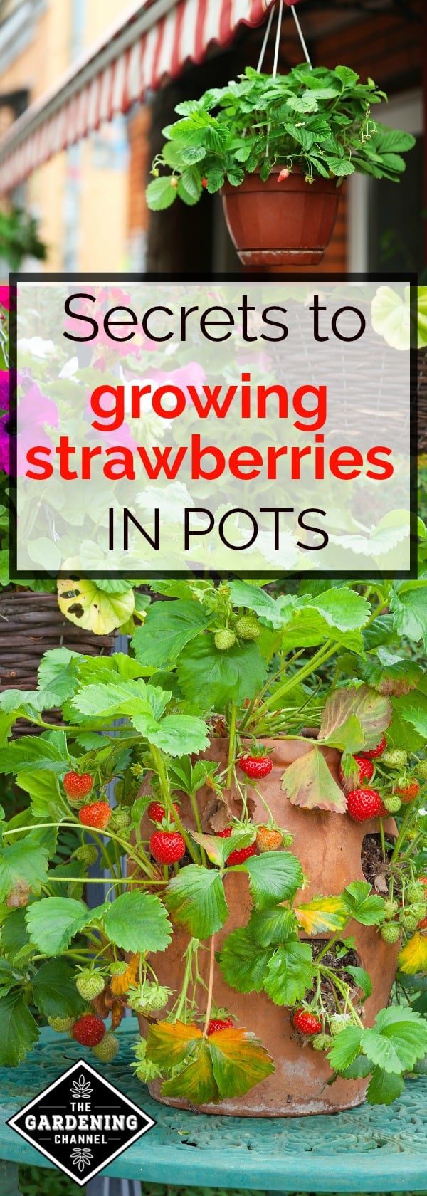 How To Grow Strawberries In Containers - Gardening Channel