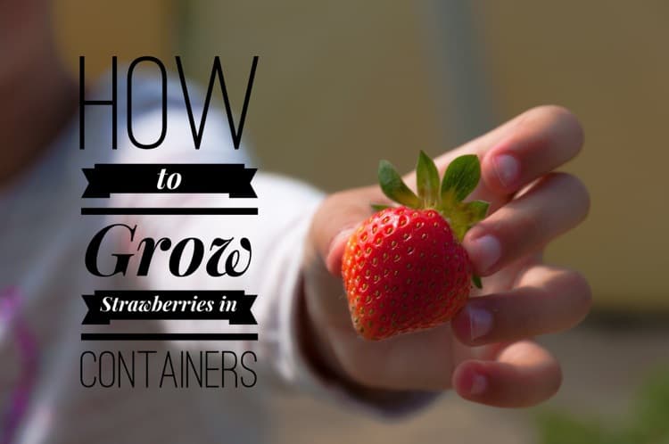 Growing Strawberries in Containers – Strawberry Plants