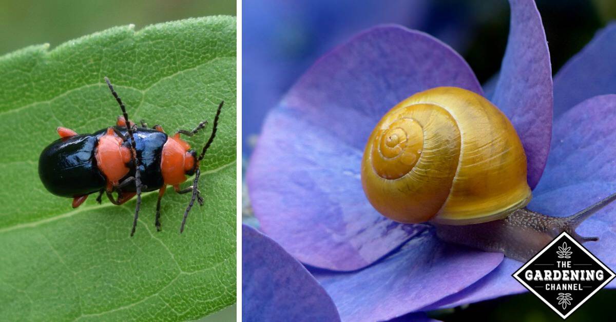 7 Gardening Danger Signs And The Pests That Cause Them Gardening Channel