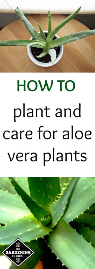 How To Care For Aloe Vera Plants - Gardening Channel