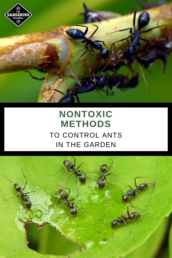 How To Control Ants In Your Garden Naturally And Safely - Gardening Channel