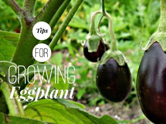 Growing Eggplants: How to grow eggplant successfully in the garden.