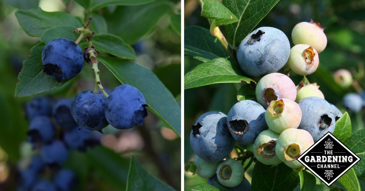 How To Grow Blueberries - Gardening Channel