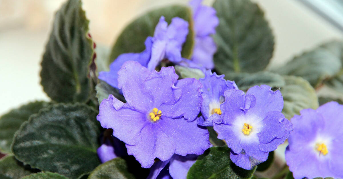 How To Grow And Care For African Violets - Gardening Channel