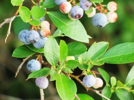 Blueberry Growing Tips