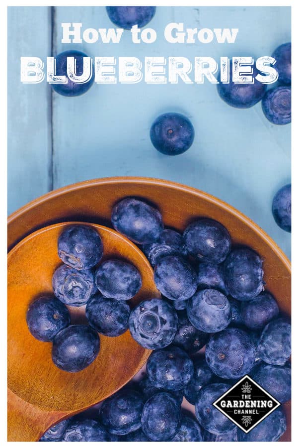 Blueberry Growing Tips