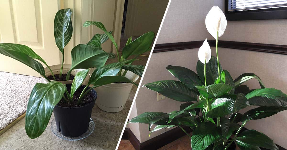 5 Great Houseplants For Low Light Situations - Gardening Channel