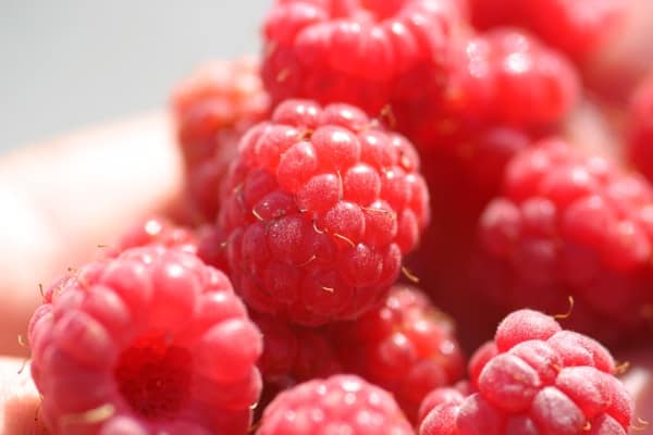 Growing Your Own Raspberries - Gardening Channel