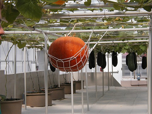 gardening in the air – a look at aeroponics - gardening