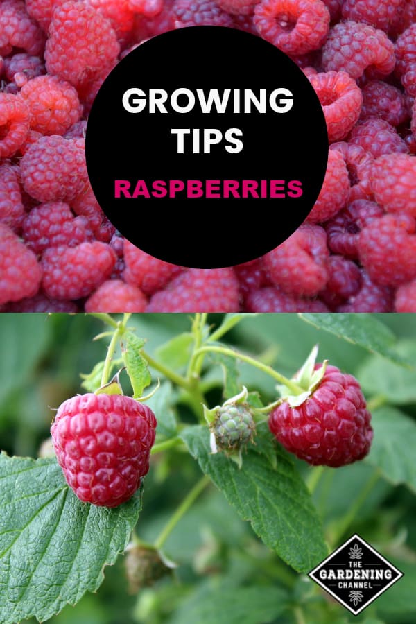 Growing Your Own Raspberries - Gardening Channel