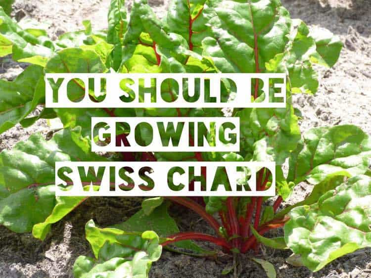 How To Grow Swiss Chard And Common Questions Answered Gardening Channel