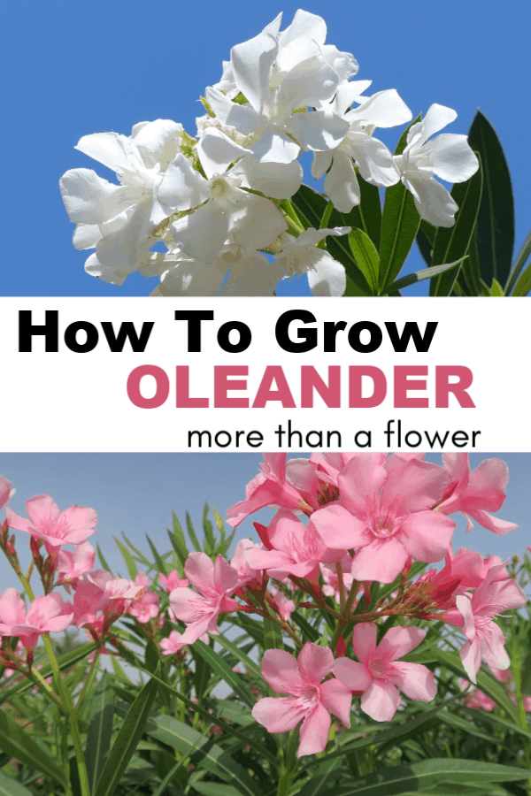 How To Grow Oleander - Gardening Channel