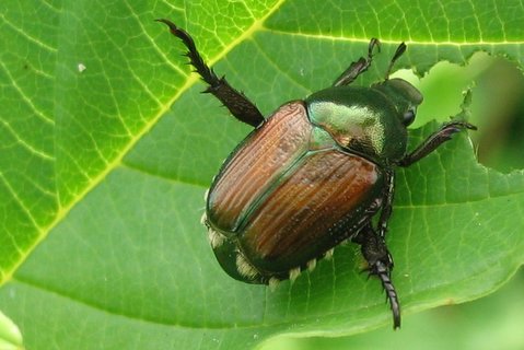 Japanese Beetles: All about Japenese beetles in your home garden