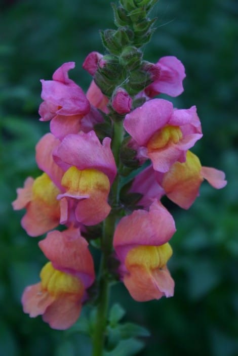 Growing Snapdragons Flowers: A How To Guide - Gardening Channel