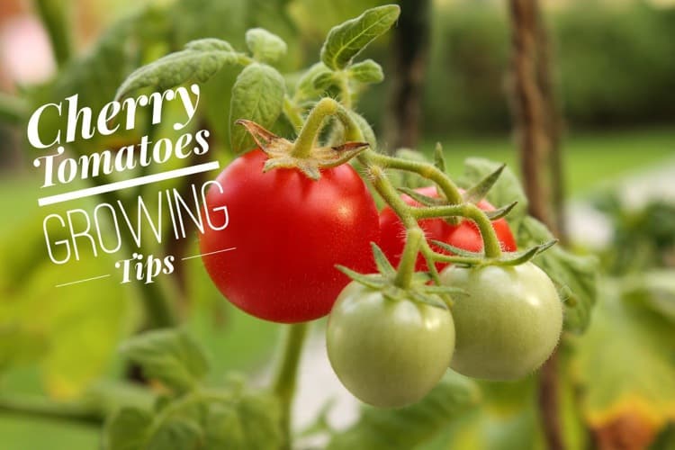 Growing Cherry Tomatoes - Gardening Channel