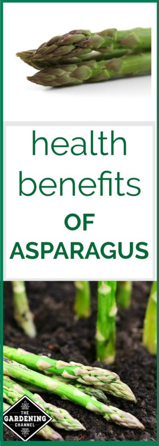 The Health Benefits Of Asparagus - Gardening Channel