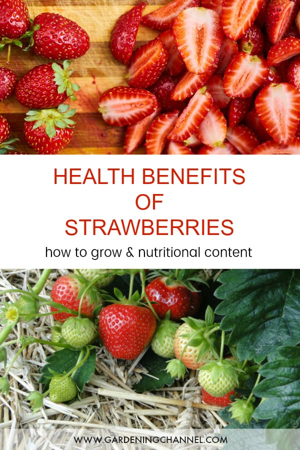 The Health Benefits Of Strawberries - Gardening Channel