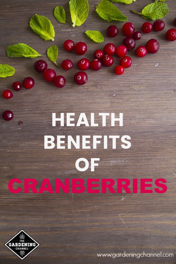 Health Benefits Of Cranberry - Gardening Channel