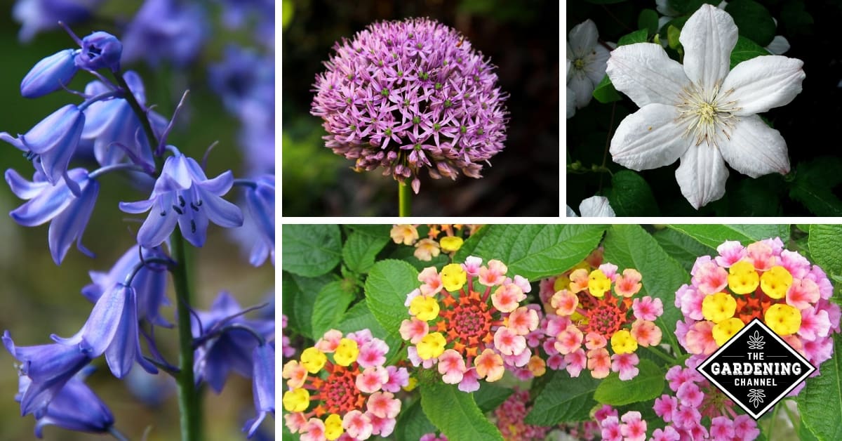 70+ Types of Flowers: Names & Photos