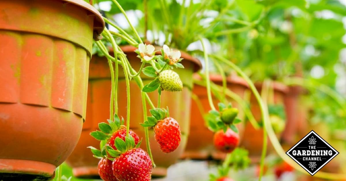 Winterizing Potted Strawberry Plants Gardening Channel